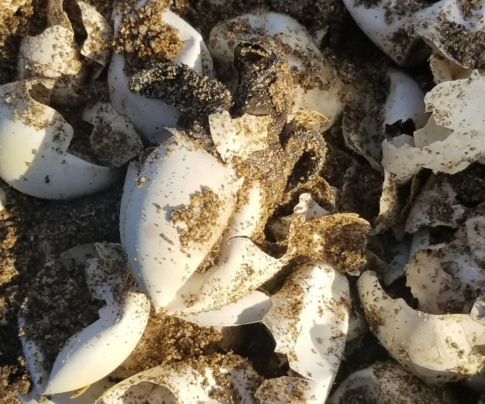 Turtle egg shells.